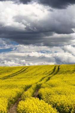 Çek Cumhuriyeti, Merkez Bohemya 'daki tecavüz tarlası