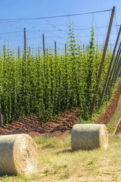 Hop Field Regio Zatec Tsjechië — Stockfoto