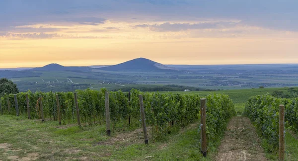 Vignobles Près Villany Baranya Hongrie Sud — Photo