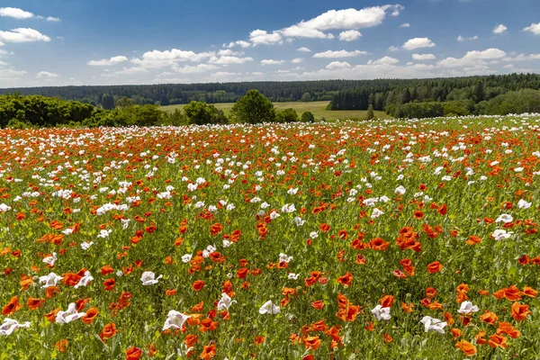 Ladang Opium Vysoocina Dekat Zdar Nad Sazavou Republik Ceko — Stok Foto