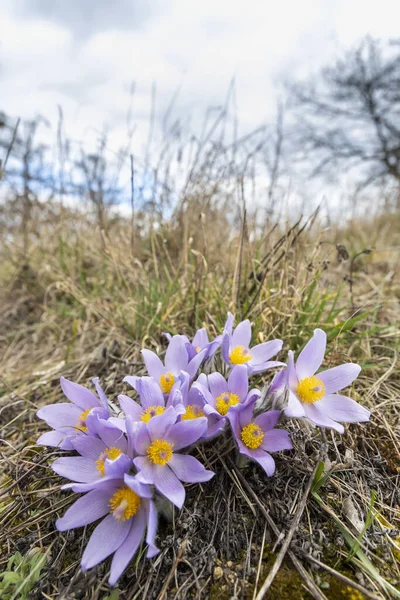 Pasque Flower National Park Podyji Southern Moravia Czech Republic — Stock Photo, Image