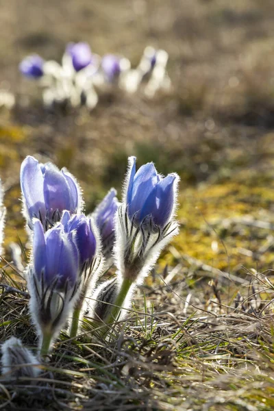 Pasque Flower National Park Podyji Southern Moravia Czech Republic — Stock Photo, Image