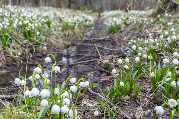 Bosque Primavera Temprana Con Copo Nieve Primavera Vysocina República Checa —  Fotos de Stock