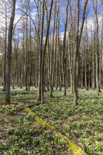 Πρώιμο Εαρινό Δάσος Ανοιξιάτικη Νιφάδα Χιονιού Vysocina Τσεχία — Φωτογραφία Αρχείου