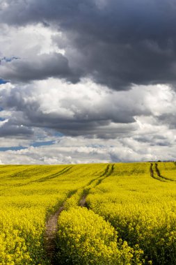 Çek Cumhuriyeti, Merkez Bohemya 'daki tecavüz tarlası