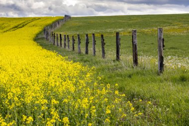 Çek Cumhuriyeti, Merkez Bohemya 'daki tecavüz tarlası