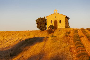 Lavanta tarlası olan şapel, Valensole Platosu, Provence, Fransa