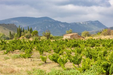 Şarap Bölgesi 'ndeki üzüm bağları Languedoc-Roussillon, Roussillon, Fransa