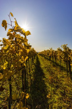 Langenlois yakınlarındaki sonbahar üzüm bağı, Aşağı Avusturya, Avusturya