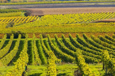 Langenlois yakınlarındaki sonbahar üzüm bağı, Aşağı Avusturya, Avusturya