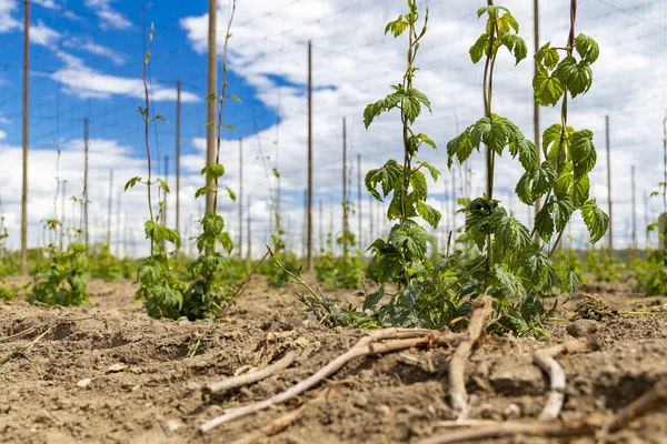 Hop Field Ранній Весняний Час Поблизу Затка Чеська Республіка — стокове фото