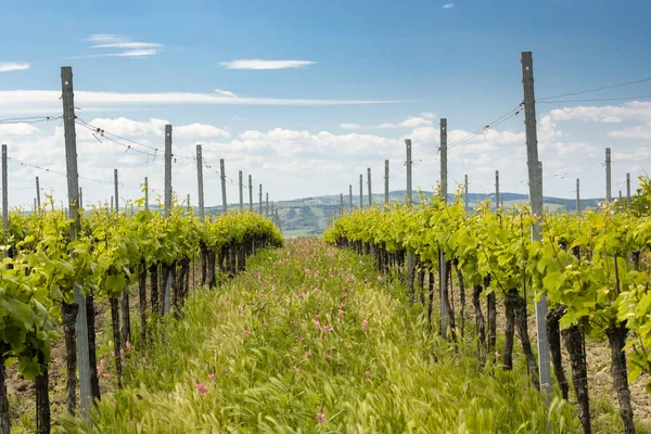 Espaçamento Floral Vinha Orgânica Perto Velke Bilovice Moravia República Checa — Fotografia de Stock
