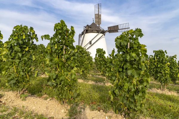 Windmill Retz Yakınlarındaki Üzüm Bağı Aşağı Avusturya Avusturya — Stok fotoğraf