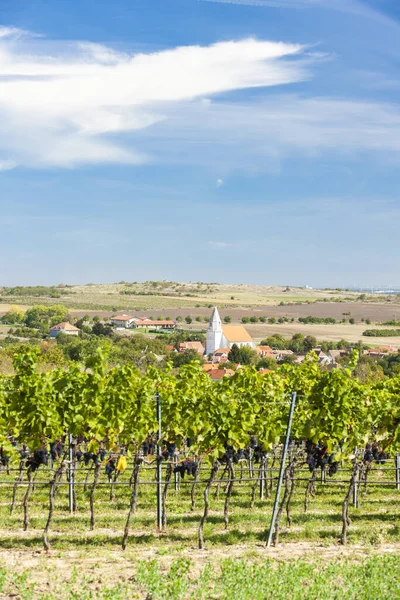 Hnanice Och Vingårdar Znojmo Region Tjeckien — Stockfoto