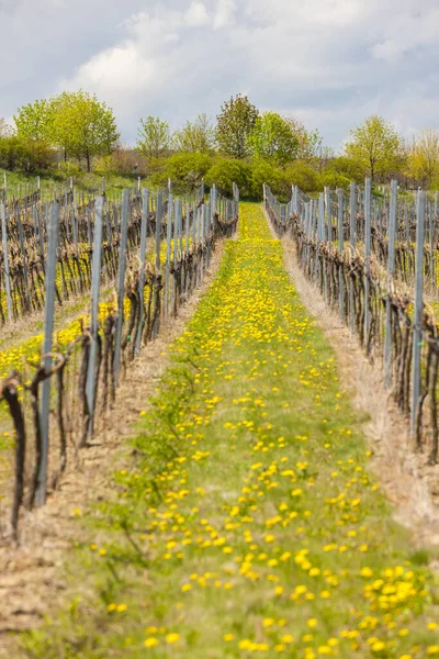 Vineyards Hnanice Znojmo Region Czech Republic — Stock Photo, Image