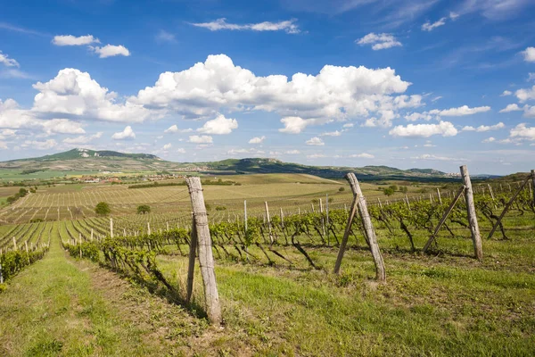 Виноградники Палава Моравийский Край Чехия — стоковое фото