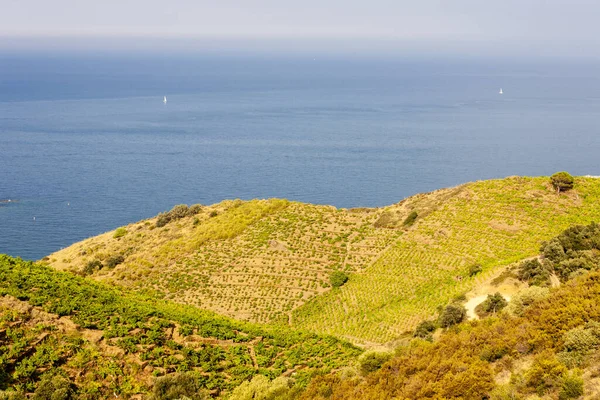 Paisagem Vinícola Perto Banyuls Sur Mer Pyrenees Orientales Roussillon Vermilion — Fotografia de Stock