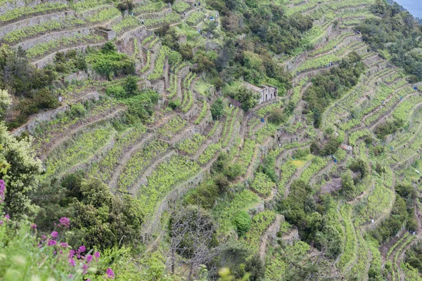 Виноградники Побережье Cinque Terre Италия — стоковое фото