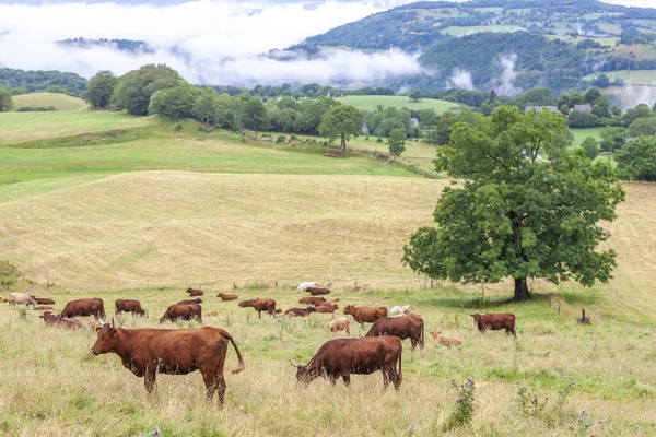 Vaca Borgoña Central Francia — Foto de Stock