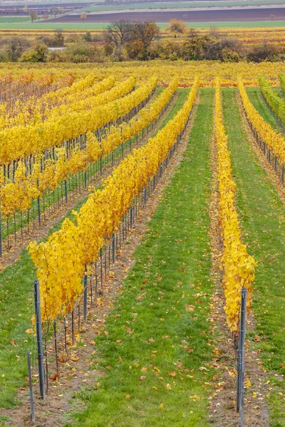 Herfstwijngaarden Bij Retz Neder Oostenrijk Oostenrijk — Stockfoto