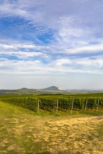 Vignobles Près Villany Baranya Hongrie Sud — Photo