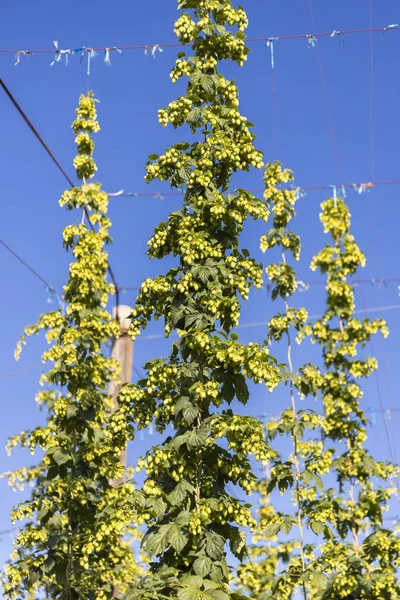 Hop Field Zatec Region Czech Republic — Stock Photo, Image