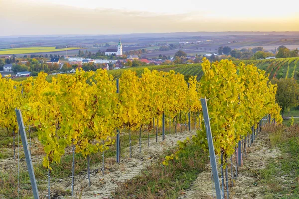 Vignoble Près Unterretzbach Dans Région Weinviertel Basse Autriche Autriche — Photo