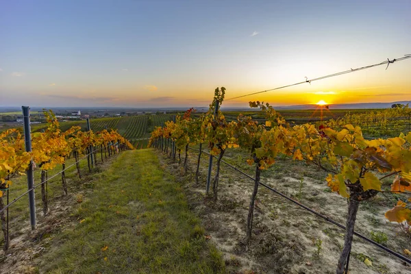 Vinhedo Perto Unterretzbach Região Weinviertel Baixa Áustria Áustria — Fotografia de Stock