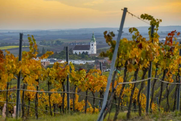 Vignoble Près Unterretzbach Dans Région Weinviertel Basse Autriche Autriche — Photo
