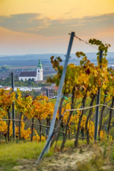 Vinhedo Perto Unterretzbach Região Weinviertel Baixa Áustria Áustria — Fotografia de Stock