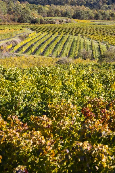 Autumn Vineyard Langenlois Lower Austria Austria — Stock Photo, Image