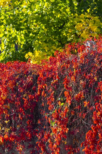 秋の紅葉の古い壁 — ストック写真