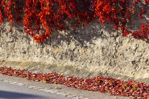 Parede Velha Com Folhas Coloridas Outono — Fotografia de Stock