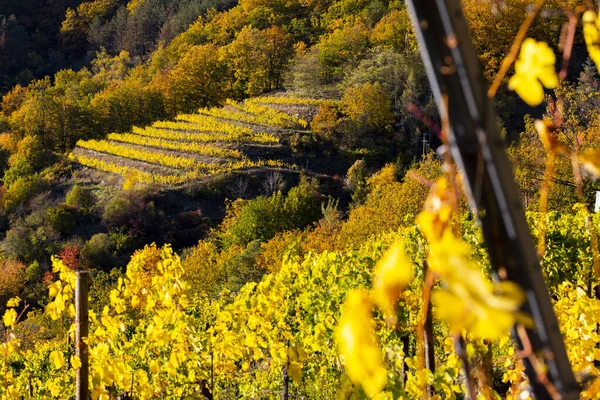 Винодельческий Регион Вахау Время Сбора Винограда Австрии — стоковое фото