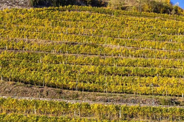 Vindistrikt Wachau Vid Vinskörden Österrike — Stockfoto