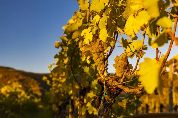 Region Winiarski Wachau Czasie Zbiorów Wina Austrii — Zdjęcie stockowe