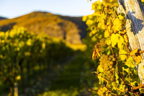 Región Vinícola Wachau Momento Cosecha Vino Austria — Foto de Stock