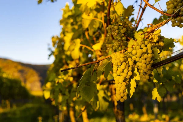 Region Winiarski Wachau Czasie Zbiorów Wina Austrii — Zdjęcie stockowe