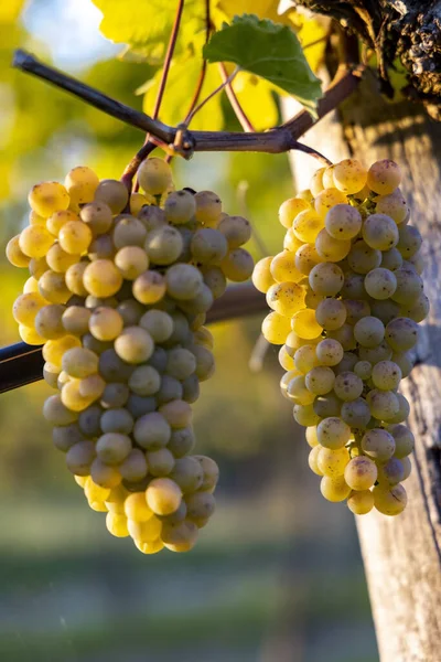 ワイン産地ワチュウはオーストリアのワイン収穫時に — ストック写真