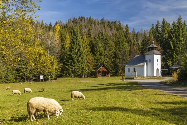 Kysuca Slovakya Daki Kysucke Müzesi — Stok fotoğraf