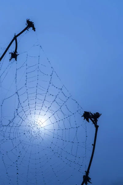 Ragnatela Sole Dell Alba — Foto Stock