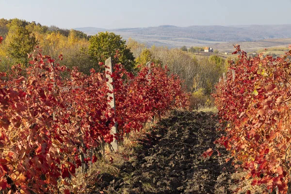 Winnica Pobliżu Miasta Eger Północne Węgry — Zdjęcie stockowe