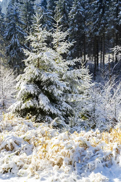 Orlickefjällen Vintern Tjeckien — Stockfoto