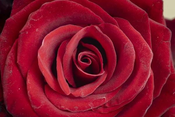 Аромат Свежих Роз Цветочный Фон — стоковое фото