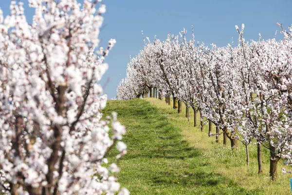 Paisagem Com Pomar Florescente Primavera — Fotografia de Stock