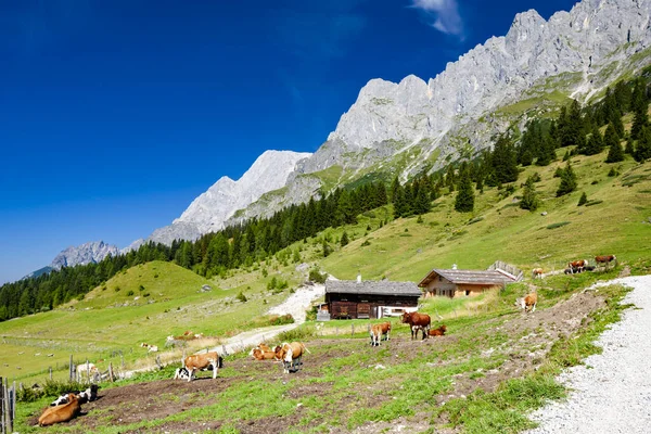 Alpy Austriackie Pobliżu Arturhaus Bischofshofen — Zdjęcie stockowe