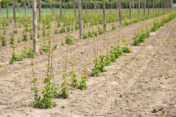 Hop Field Αρχές Της Άνοιξης Κοντά Στο Zatec Τσεχία — Φωτογραφία Αρχείου