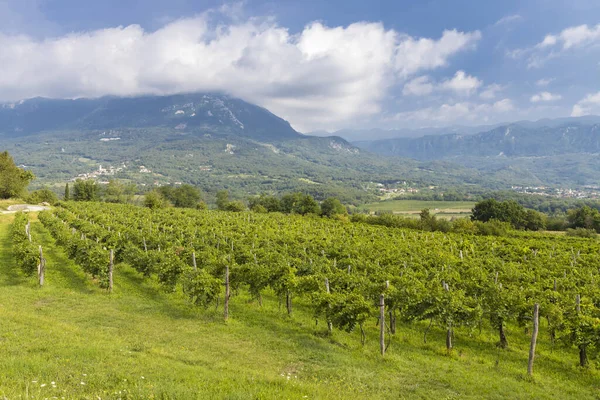 Slovenya Nın Gorice Bölgesindeki Vipava Vadisi — Stok fotoğraf