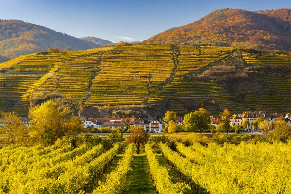 Autumn Vineyard Wachau Region Austria — Stock Photo, Image