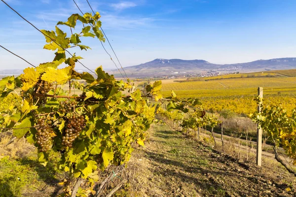 Viñedos Ryzlink Vlasky Región Palava Sur Moravia República Checa —  Fotos de Stock